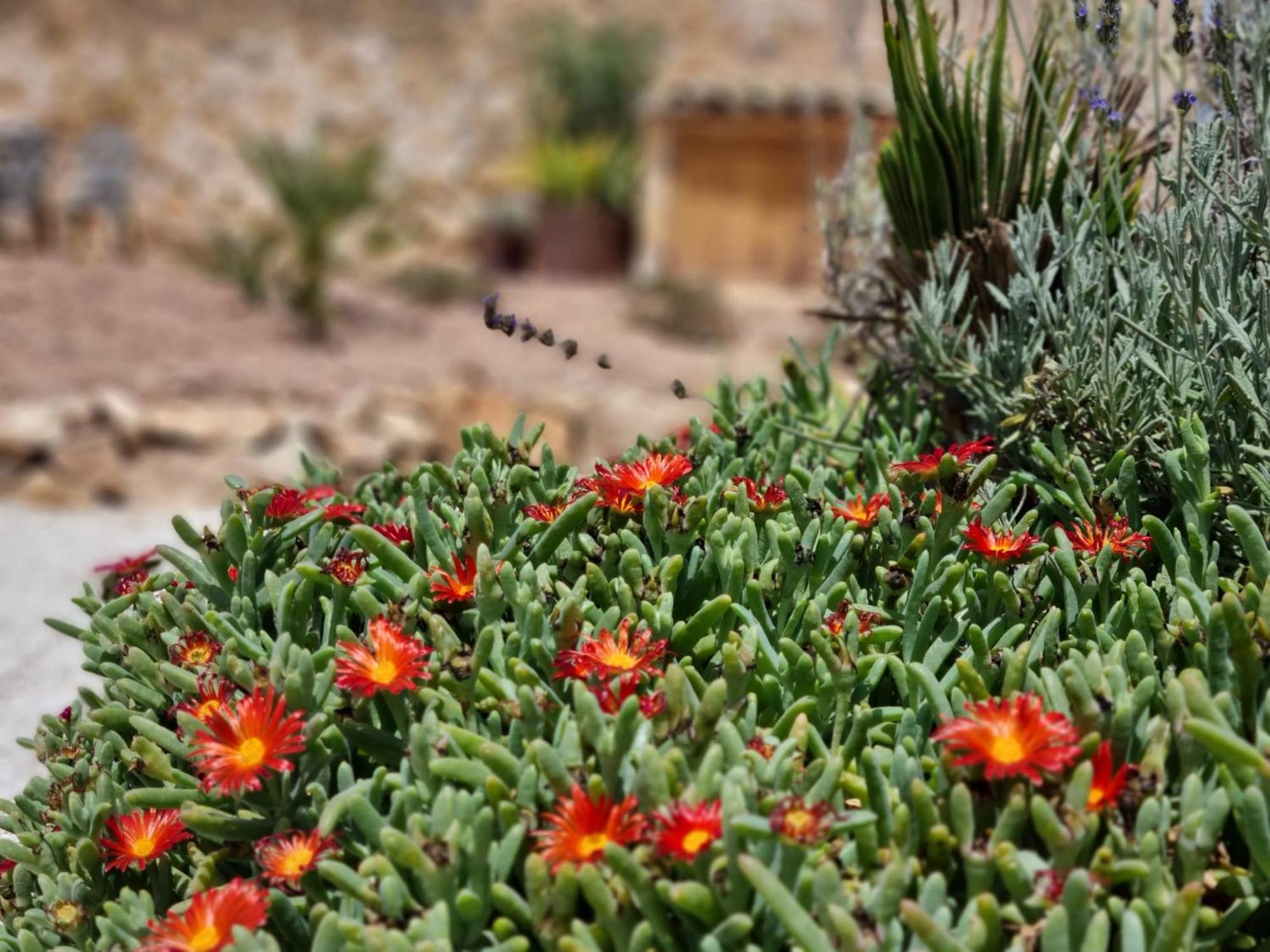 לינה וארוחת בוקר Pinoso Casa Rodriguillo מראה חיצוני תמונה